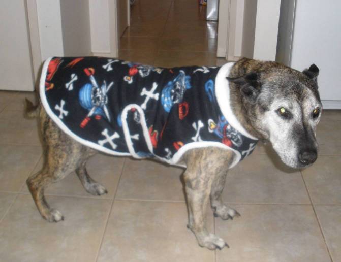 Free Dog Coat Sewing Pattern Patterns Gallery